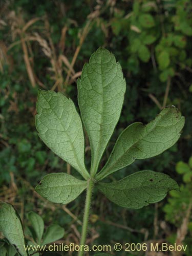 Imágen de Cissus striata (Voqui colorado). Haga un clic para aumentar parte de imágen.